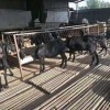 黑頭杜泊羊市場價格杜泊羊圖片杜泊公羊農場直發直供價格