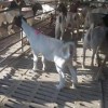杜泊肉羊價格綿羊的價格農場直發直供價格