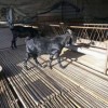黑头杜泊羊市场价格杜波黑头纯种羊农场直发直供价格