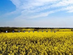 湖北荆门：40万亩高油酸油菜喜获丰收，为村民增收开辟新路径！