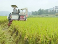 湖北咸安：培育高質量農機能手，為農業增收打好基石！