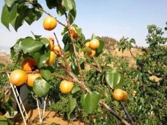 新疆阿瓦提：特色胡安娜杏熟了，果農腰包也越來越鼓！