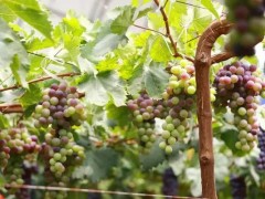 北京平谷马坊镇30万斤的“网红葡萄”已上市，农户增收很打准！