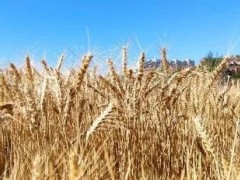 青海17万亩冬小麦开镰迎丰收！