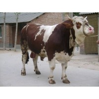 小公牛多少錢一斤500斤牛犢價格表 400斤左右小牛犢價格