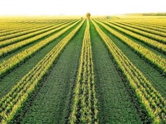 陜西大荔：大豆玉米復合種植“雙增收，雙豐收”，為群眾腰包越來越鼓！