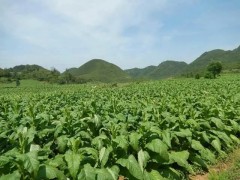 云南麗江古城區：一采二收三翻壓，探索綠肥種植新法子，促進鄉村振興！