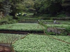 云南威信：山葵种植打开致富新大门，村民致富心里更有底！