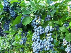 云南施甸：数字化让蓝莓更“优秀”，果农忙采摘上市！