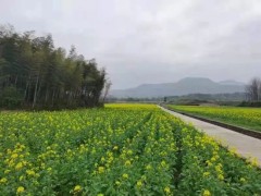 江西莲花：万亩油菜基地管护忙，确保油菜顺时开花！