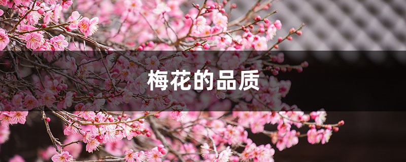 梅花的品质,梅花的象征意义是什么