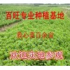 救心菜種苗，養(yǎng)心菜種苗