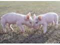 双汇集团：2015年猪价呈现温和增长态势
