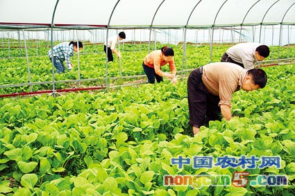 致富农村养殖项目_致富农村养植_农村致富经