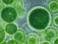 清潔再生新能源—微藻（圖）