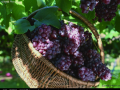 加强春季葡萄管理可有效提高葡萄产量和品质