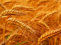 避免五个误区，有效防治小麦赤霉病
