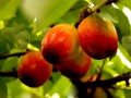 銅川果業產業基地帶動經濟發展