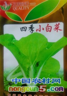 春不老四季小白菜