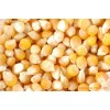 大量求购玉米大豆小麦高粱麸皮次粉等饲料原料