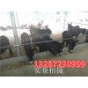 內(nèi)蒙古養(yǎng)一頭肉驢的利潤是多少？肉驢養(yǎng)殖技術(shù)