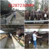 云南省養(yǎng)一頭肉驢的利潤是多少？肉驢養(yǎng)殖利潤