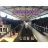 吉林省養(yǎng)一頭肉驢的利潤是多少？肉驢養(yǎng)殖前景