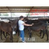 內蒙古養(yǎng)一頭肉驢的利潤是多少？肉驢養(yǎng)殖技術