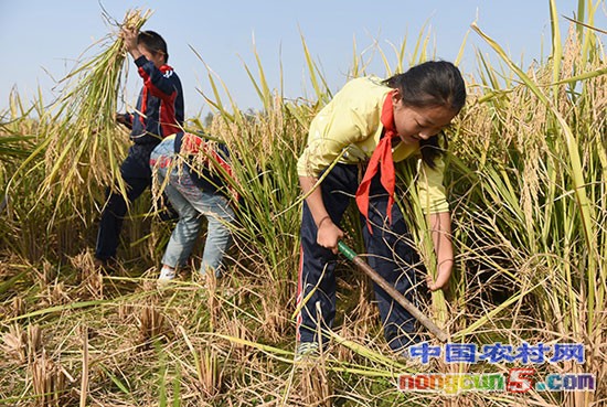 鲍岗校区的小学生在牛角大圩生态 农业园水稻基地收获自己栽种的水稻