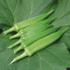四季蔬菜種子黃秋葵 補(bǔ)腎菜  羊角豆金秋葵種子 種苗包郵