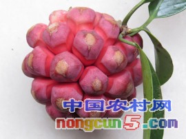 綠生園優(yōu)質(zhì)布福娜1年種苗