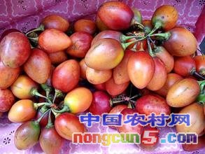成熟的樹(shù)番茄