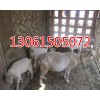 纯种白山羊价格 品种齐全种羊养殖 冠县四通养殖厂家批发价