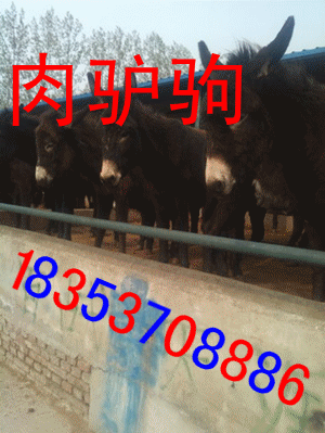 肉驢養(yǎng)殖場特價(jià)驢駒驢苗