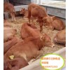 順牧出售3個(gè)月的魯西黃牛犢肉牛價(jià)格