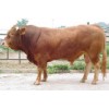 肉牛價格改良牛價格利木贊牛夏洛萊牛西門塔爾牛
