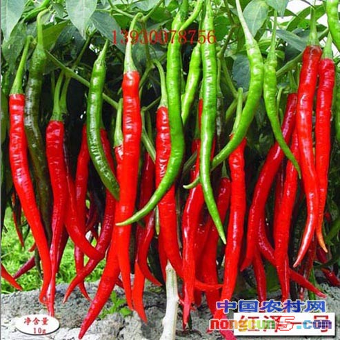 紅澤一號(hào)