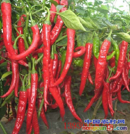 羊角紅一號(hào)