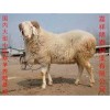 山東小尾寒羊批發(fā) 正品精選 養(yǎng)殖首選 閃電發(fā)貨 場家直銷