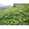 供檫木馬褂木無(wú)患子杜英香樟楓香木荷榿木池杉水杉竹柏茶花苗