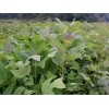 供馬褂木檫木無(wú)患子杜英香樟楓香木荷榿木池杉水杉竹柏茶花苗