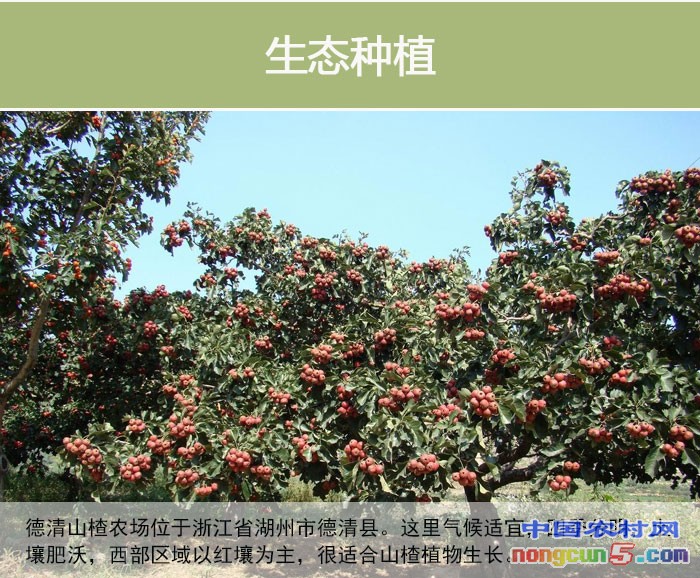 浙江德清山楂
