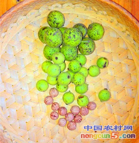 5-猴頭核桃青果-成品對(duì)比-100