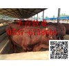 肉牛種羊肉驢良種省級(jí)牧業(yè)基地提供養(yǎng)牛技術(shù)肉牛養(yǎng)殖技術(shù)