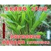 牧草養(yǎng)羊養(yǎng)羊牧草種子哪里賣