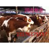 現(xiàn)在小牛犢現(xiàn)在肉牛犢價格