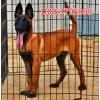 3個月純種馬犬圖片