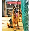 畢節(jié)出售德國牧羊犬幼犬的