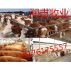 小牛犢的價格現(xiàn)在多少
