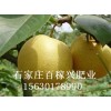 果樹(shù)專用肥 發(fā)酵有機(jī)肥 顆粒有機(jī)肥 膨果 提高甜度